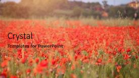  Presentation with poppies - Presentation enhanced with poppies in the sunset light background and a  colored foreground