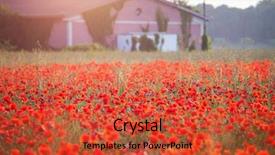  Presentation with red gold green field - Amazing presentation theme having poppies in the sunset light backdrop and a  colored foreground