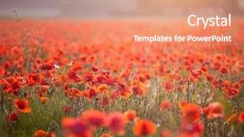  Presentation with poppies - PPT theme consisting of poppies in the sunset light background and a  colored foreground