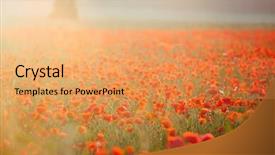 Presentation with poppies - Beautiful presentation featuring poppies in the sunset light backdrop and a  colored foreground
