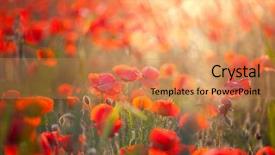  Presentation with red gold green field - Presentation theme with poppies in the sunset light background and a  colored foreground