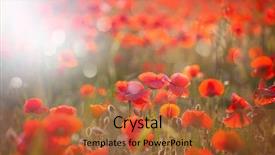  Presentation with poppies - Colorful PPT theme enhanced with poppies in the sunset light backdrop and a  colored foreground