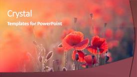  Presentation with poppies - Audience pleasing presentation design consisting of poppies in the sunset light backdrop and a coral colored foreground
