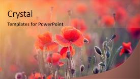  Presentation with red gold green field - Presentation theme featuring poppies in the sunset light background and a coral colored foreground