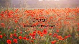  Presentation with red gold green field - Cool new slide set with poppies in the sunset light backdrop and a  colored foreground