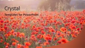  Presentation with red gold green field - Presentation design enhanced with poppies in the sunset light background and a  colored foreground