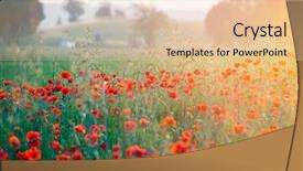  Presentation with poppies - Presentation consisting of poppies in the sunset light background and a  colored foreground