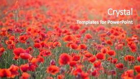  Presentation with poppies - Beautiful presentation design featuring poppies in the sunset light backdrop and a coral colored foreground