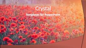  Presentation with poppies - Presentation theme with poppies in the sunset light background and a coral colored foreground