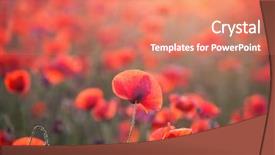 Presentation with red gold green field - Colorful presentation enhanced with poppies in the sunset light backdrop and a  colored foreground