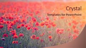  Presentation with red gold green field - Audience pleasing presentation theme consisting of poppies in the sunset light backdrop and a coral colored foreground