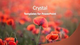  Presentation with red gold green field - Cool new presentation design with poppies in the sunset light backdrop and a  colored foreground
