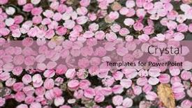  Presentation with ponds - Audience pleasing slide set consisting of reminiscence of a cherry blossom fallen cherry flower petals floating on a ponds water surface backdrop and a coral colored foreground