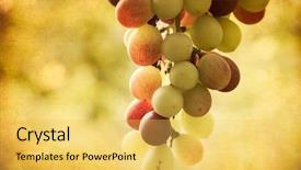  Presentation with vintage - Audience pleasing slide deck consisting of reminiscence summer - closeup of grapes over vintage backdrop and a yellow colored foreground