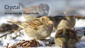  Presentation with eat - Slide set with remnants of a rotten apple background and a  colored foreground