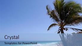  Presentation with coconut palm tree - Colorful PPT theme enhanced with sian ka'an biosphere backdrop and a light blue colored foreground