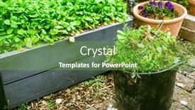  Presentation with weeds - Presentation theme with removing-weeds-in-garden-bucket background and a tawny brown colored foreground