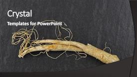  Presentation with ginseng - Audience pleasing presentation theme consisting of ren - closeup of dried radix ginseng backdrop and a dark gray colored foreground