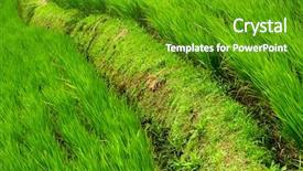  Presentation with forest road green - PPT layouts consisting of ren - it is a beautiful green background and a tawny brown colored foreground