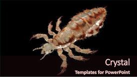  Presentation with louse - PPT layouts enhanced with rendered illustration of a head background and a wine colored foreground