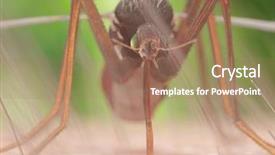  Presentation with mosquito - Colorful PPT theme enhanced with rendered illustration of a mosquito backdrop and a coral colored foreground