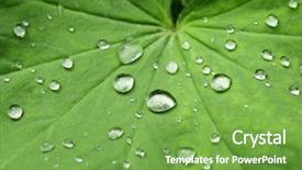  Presentation with water leaf - PPT layouts featuring repell - leaf with water drops background and a  colored foreground