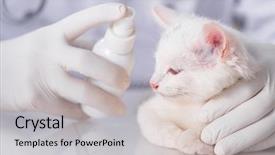  Presentation with hello kitty cute little kitten - Colorful slide deck enhanced with repell - white kitten visiting vet backdrop and a light gray colored foreground