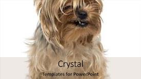  Presentation with old dog - Amazing slide deck having face 2 years old backdrop and a coral colored foreground