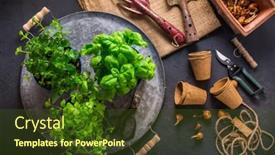  Presentation with home gardening - Amazing presentation theme having replanting-herbs-plants-in-pots backdrop and a tawny brown colored foreground