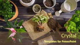  Presentation with urban green - Amazing PPT theme having replanting-plants-herbs-flowers backdrop and a tawny brown colored foreground