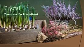  Presentation with home gardening - Beautiful theme featuring replanting-plants-herbs-flowers backdrop and a tawny brown colored foreground