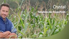  Presentation with agronomist - Presentation theme with report observations - agronomist analysing cereals in corn background and a gray colored foreground