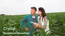  Presentation with corn plant - Cool new slides with report observations - farmer and researcher analysing corn backdrop and a tawny brown colored foreground