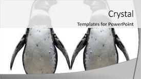  Presentation with animal reproduction - Audience pleasing presentation theme consisting of animal reproduction - two penguins in love backdrop and a white colored foreground