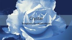  Presentation with blue rose - Beautiful presentation design featuring blue roses - cyaontype reproduction showing a perfect backdrop and a light blue colored foreground