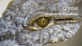  Presentation with reptile - PPT layouts enhanced with reptile scales - alligators resting on the sand background and a gray colored foreground