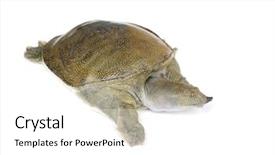  Presentation with reptile - Slides with reptile scales - chinese soft-shelled turtle background and a white colored foreground