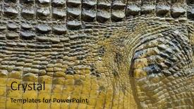  Presentation with reptile - Slides having reptile scales - crocodile skin texture background and a gold colored foreground