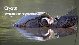  Presentation with red earedr turtle sunning - Beautiful PPT theme featuring reptile scales - large snapping turtle sunning itself backdrop and a gray colored foreground