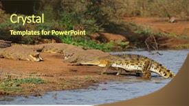  Presentation with kruger - Colorful slide deck enhanced with reptile scales - nile crocodiles crocodylus niloticus basking backdrop and a tawny brown colored foreground
