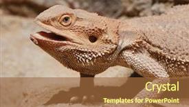  Presentation with agama - Presentation design enhanced with reptile scales - portrait of a bearded agama background and a red colored foreground