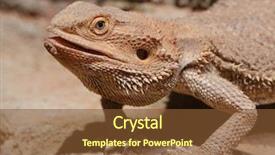  Presentation with agama - Cool new slides with reptile scales - portrait of a bearded agama backdrop and a tawny brown colored foreground