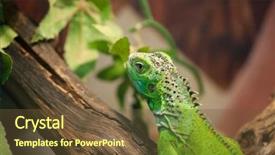  Presentation with tree sky trees green - Amazing PPT theme having reptile scales - small green iguana backdrop and a tawny brown colored foreground