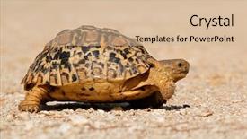  Presentation with south africa - PPT theme with reptile scales - small leopard tortoise stigmochelys pardalis background and a  colored foreground