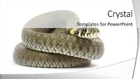  Presentation with reptile - PPT theme enhanced with reptile scales - snake isolated on white background background and a white colored foreground