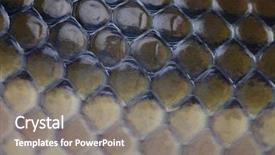  Presentation with reptile - Presentation featuring reptile scales - snake skin texture background and a gray colored foreground
