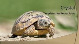  Presentation with red earedr turtle sunning - Amazing slide set having reptile scales - spur thighed turtle testudo graeca backdrop and a seafoam green colored foreground