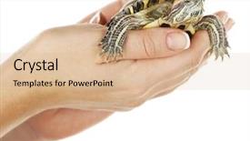  Presentation with turtle - Presentation theme featuring reptile scales - turtle in woman hands isolated background and a lemonade colored foreground