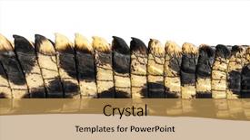  Presentation with old west - Slide set enhanced with reptile scales - west african slender-snouted crocodile 3 background and a gold colored foreground