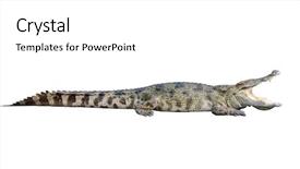  Presentation with reptile - Presentation enhanced with reptile scales - wildlife crocodile open mouth isolated background and a white colored foreground